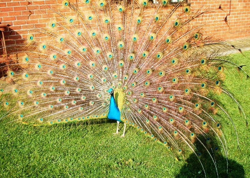 Peacocks at Fishlake Mill (2)